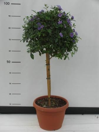 Solanum rantonetii en tige 30 h120